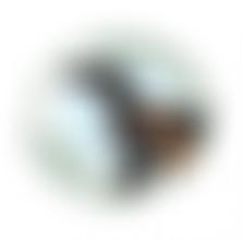 Brighton Greyhound Owners Association Trust For Retired Racing Greyhounds | Charici