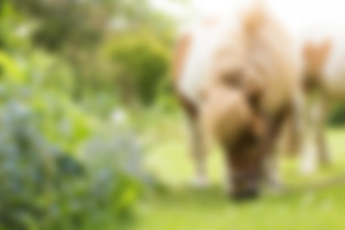 Equine Pathways UK | Charici