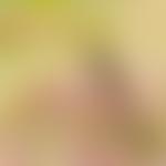 The Exmoor Society | Charici