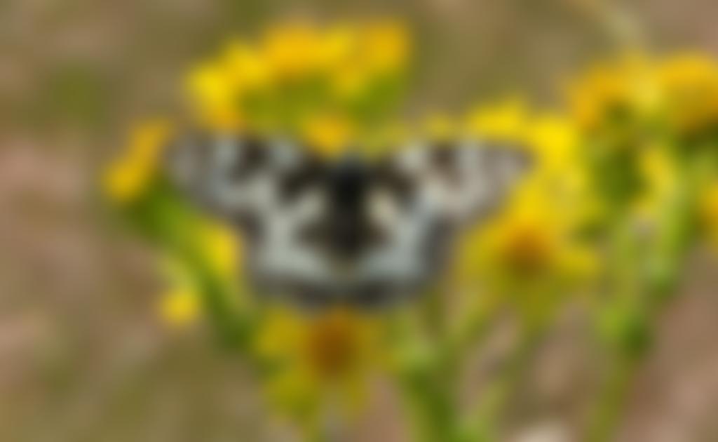 The Wren Conservation Group | Charici