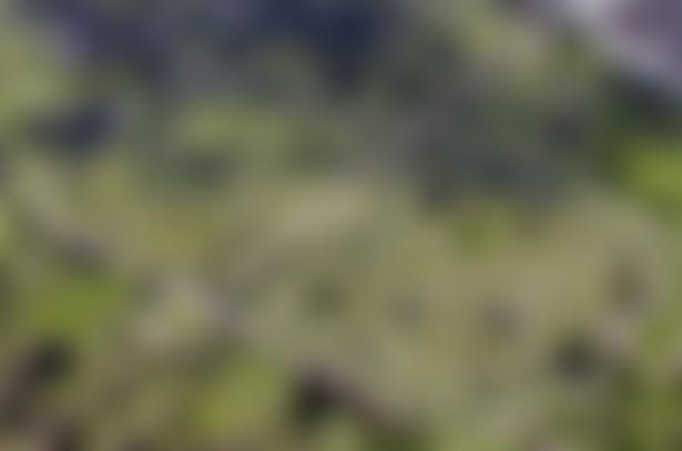 Friends Of Anfield | Charici