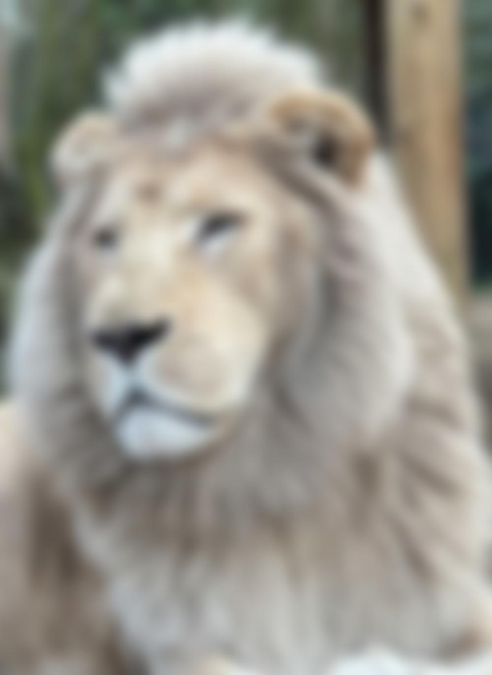 The Parrot Zoo Trust | Charici