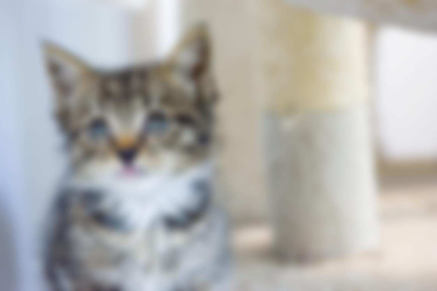 Avon Cat Rescue | Charici