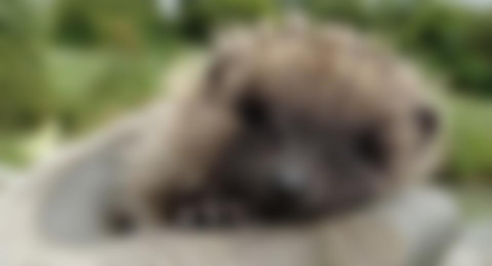 Brent Lodge Bird And Wildlife Trust | Charici