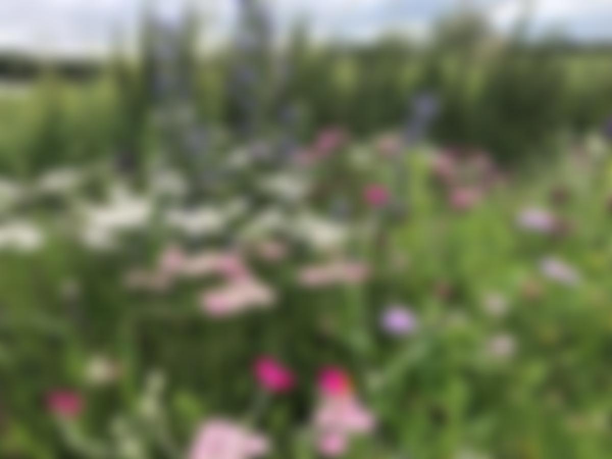 Friends Of Combe Valley | Charici