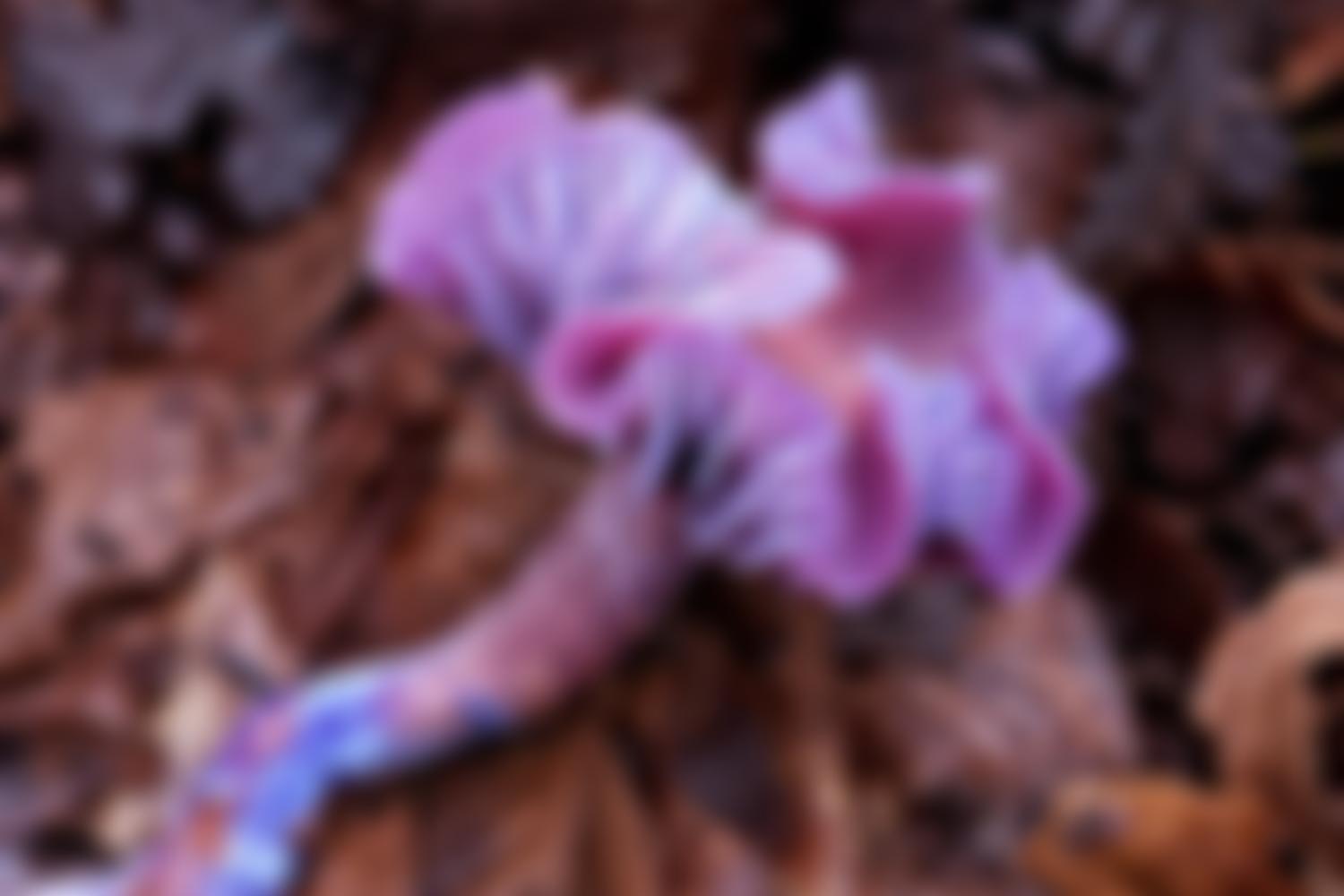 British Mycological Society | Charici