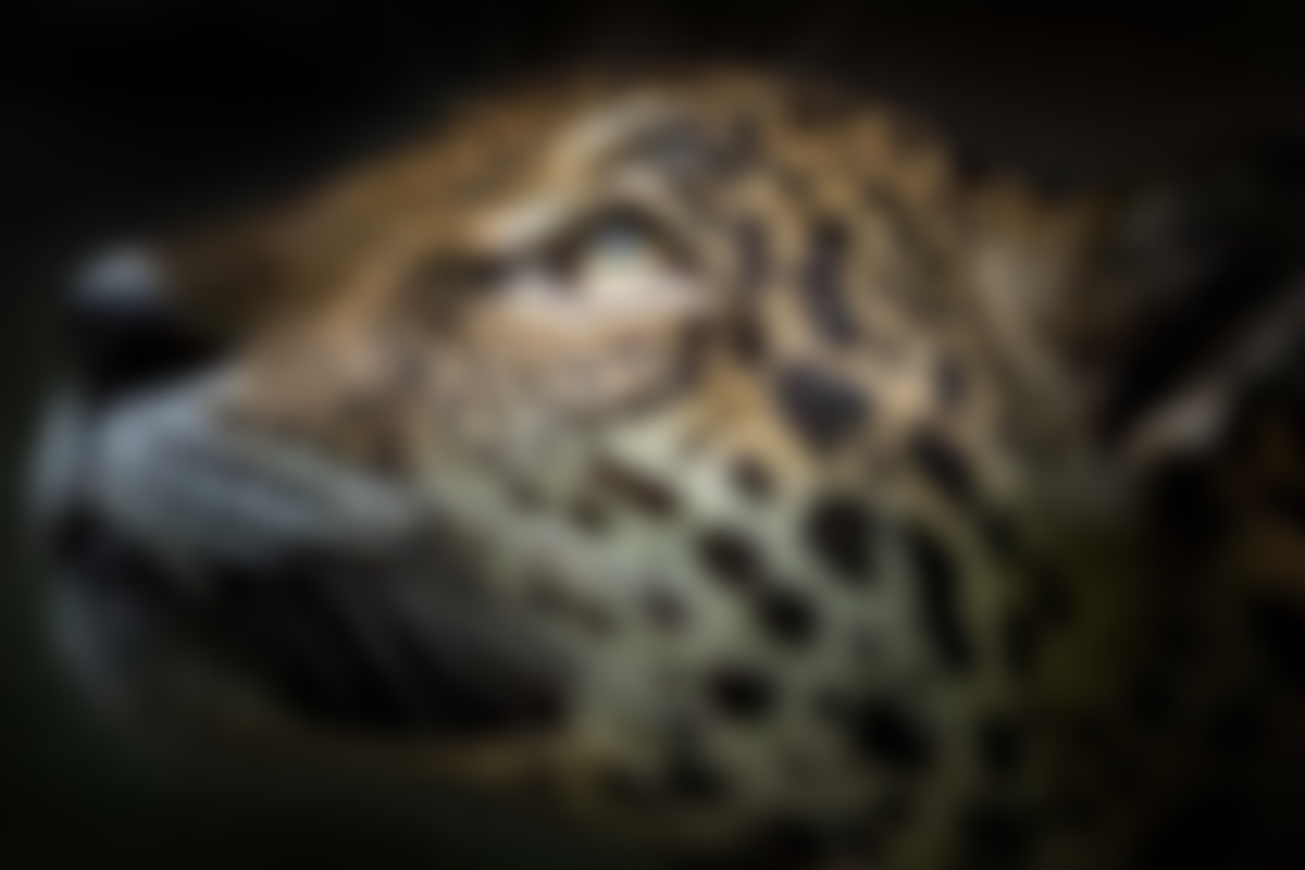 Panama Wildlife Conservation | Charici