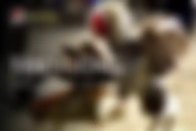 Clare Daly Foundation | Charici