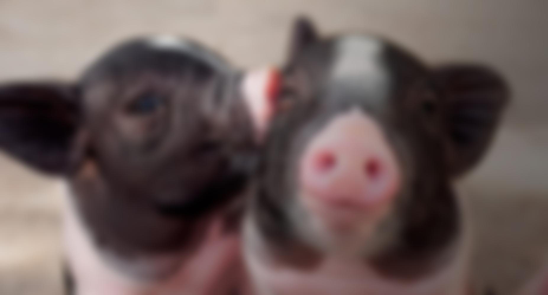 Animal Equality | Charici