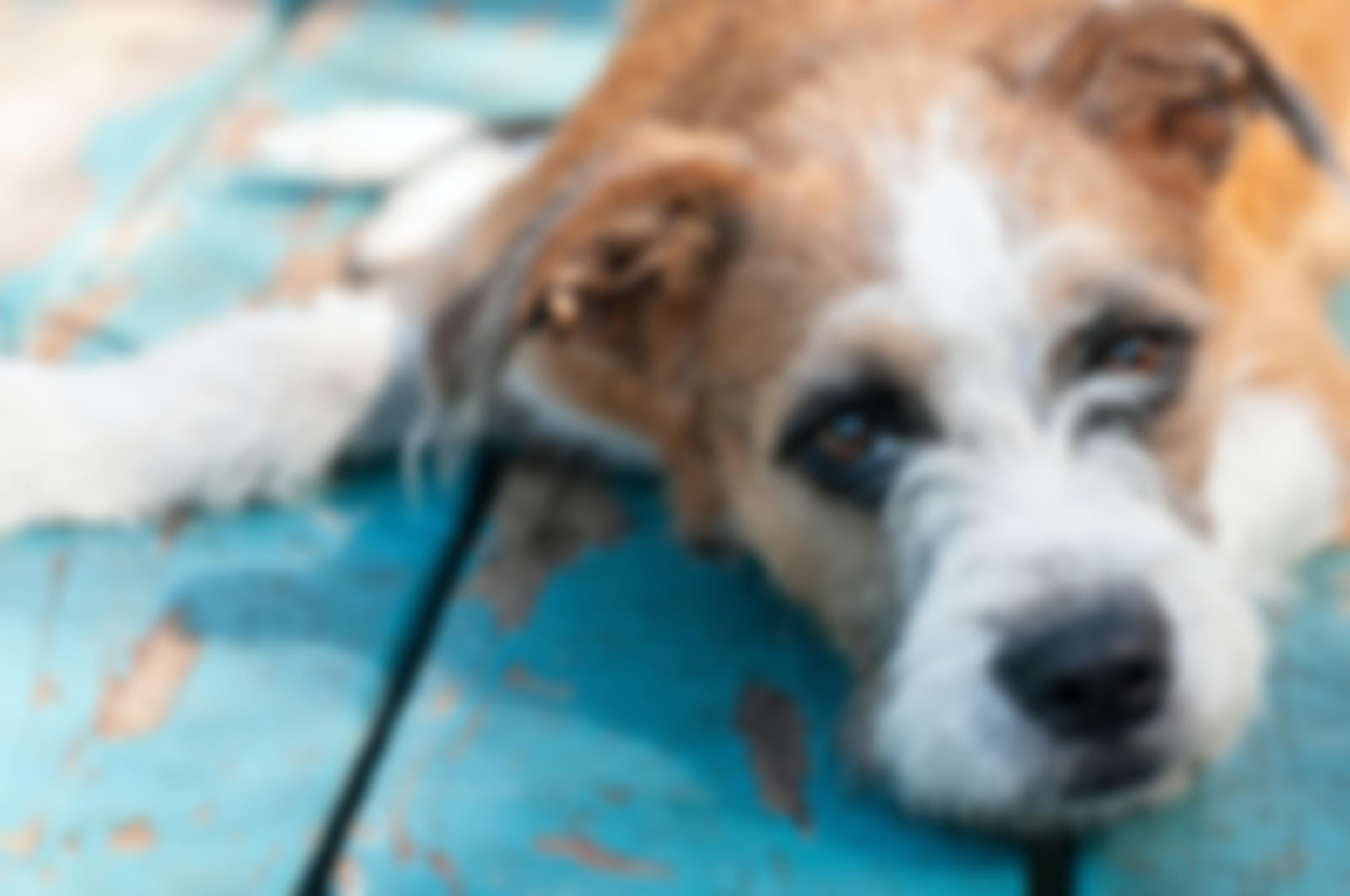 Stronger Together Animal Rescue | Charici