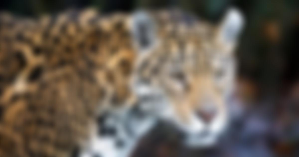 Rainforest Trust UK | Charici