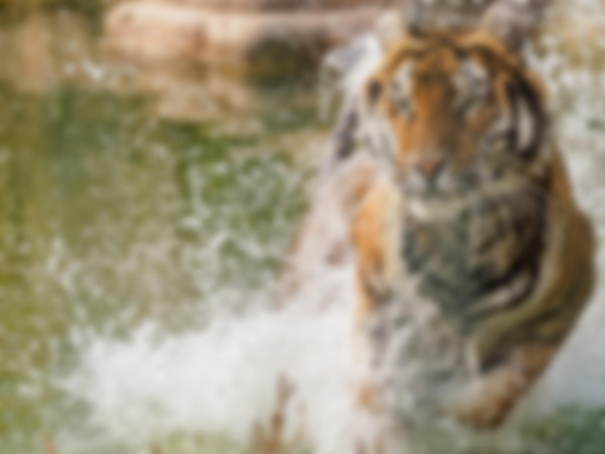 The Wildheart Trust | Charici