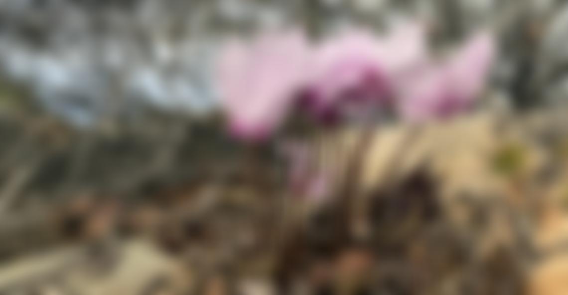 The Cyclamen Society | Charici