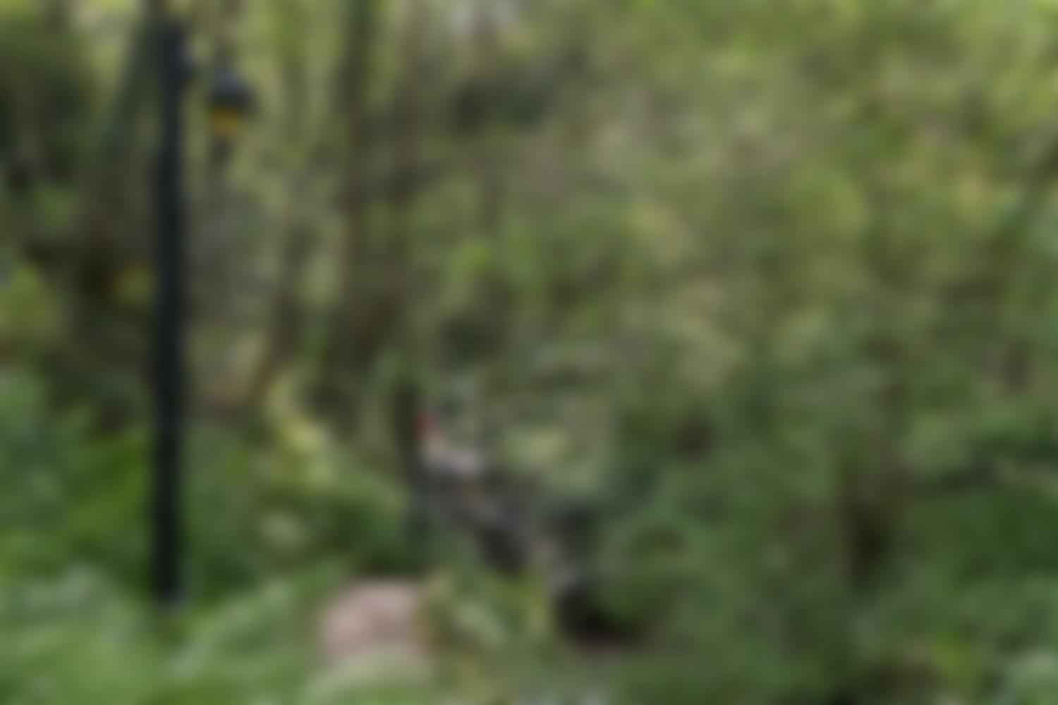 The Shanklin Chine Trust | Charici