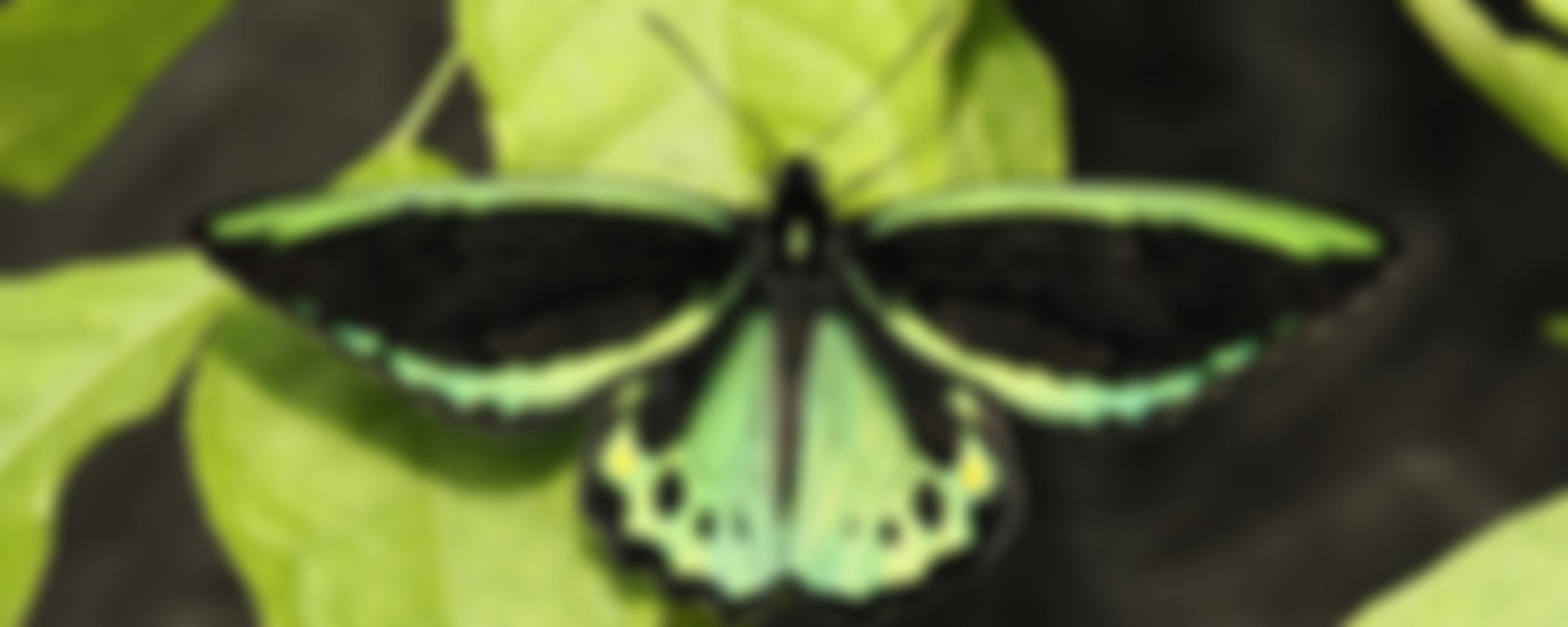 Swallowtail And Birdwing Butterfly Trust | Charici