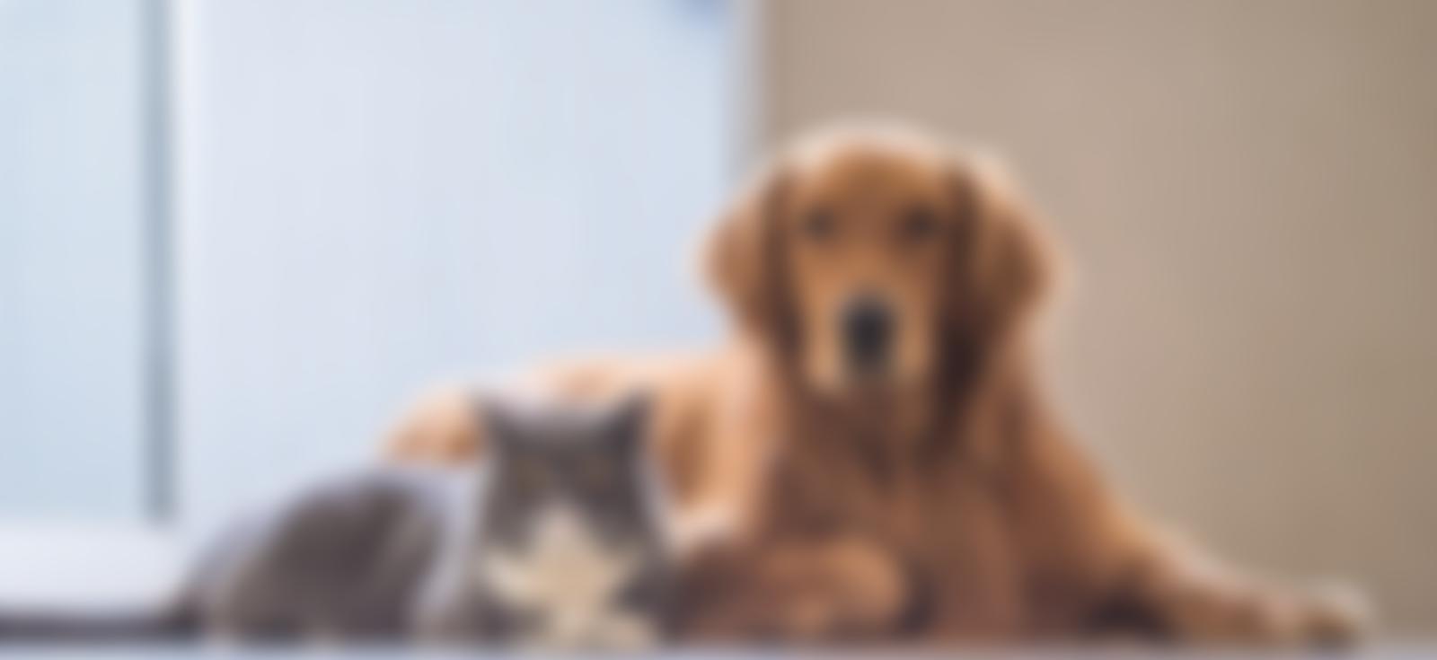 Refuge4Pets | Charici