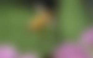 Herefordshire Beekeepers' Association | Charici