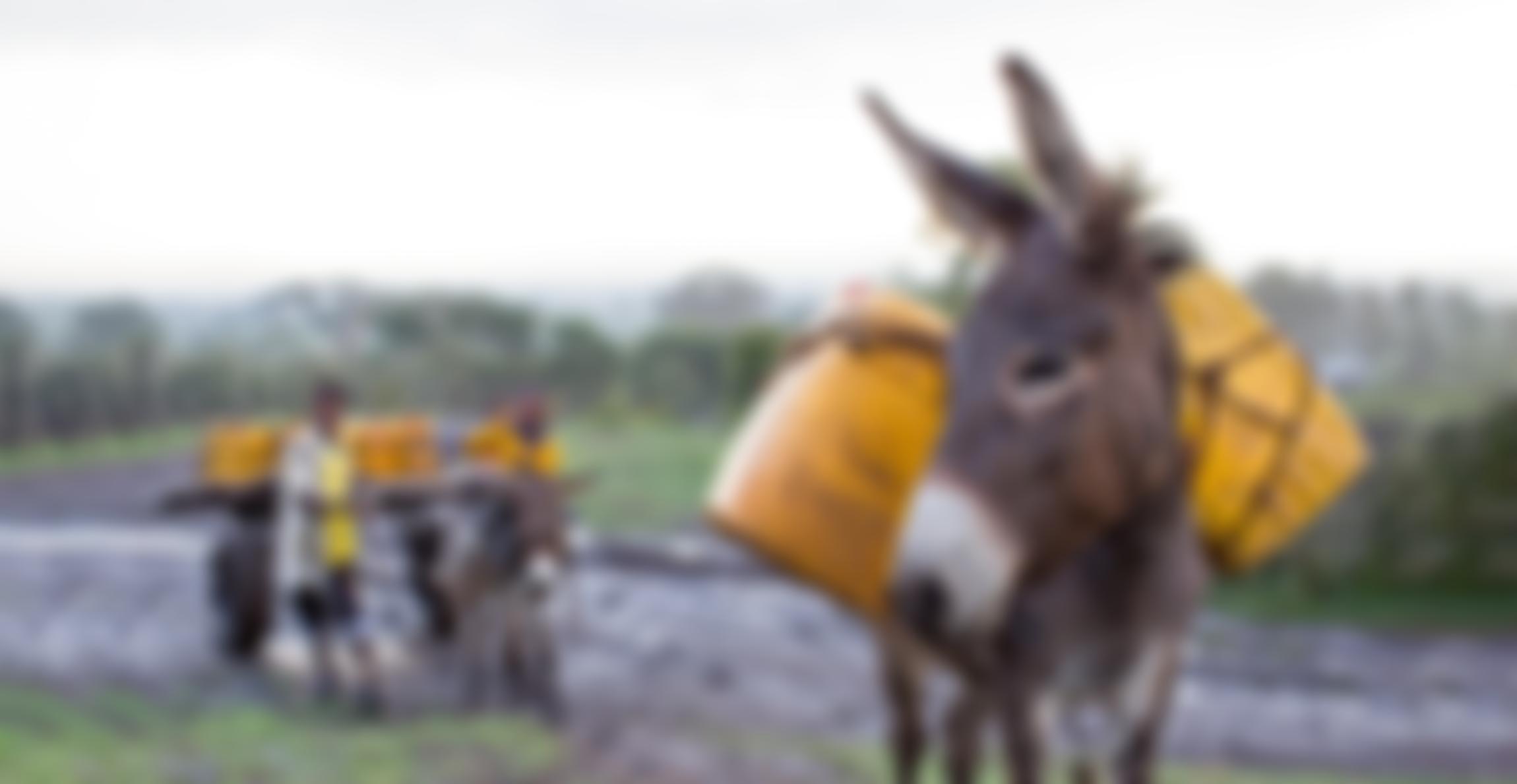 The Society For The Protection Of Animals Abroad | Charici