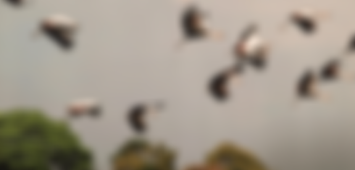 Kipsaina Education And Environment Partnership (Keep) | Charici