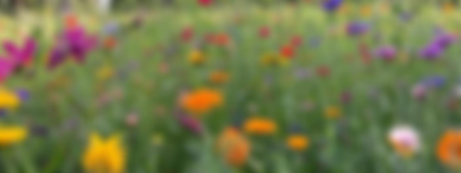 Lenham Meadows Trust | Charici