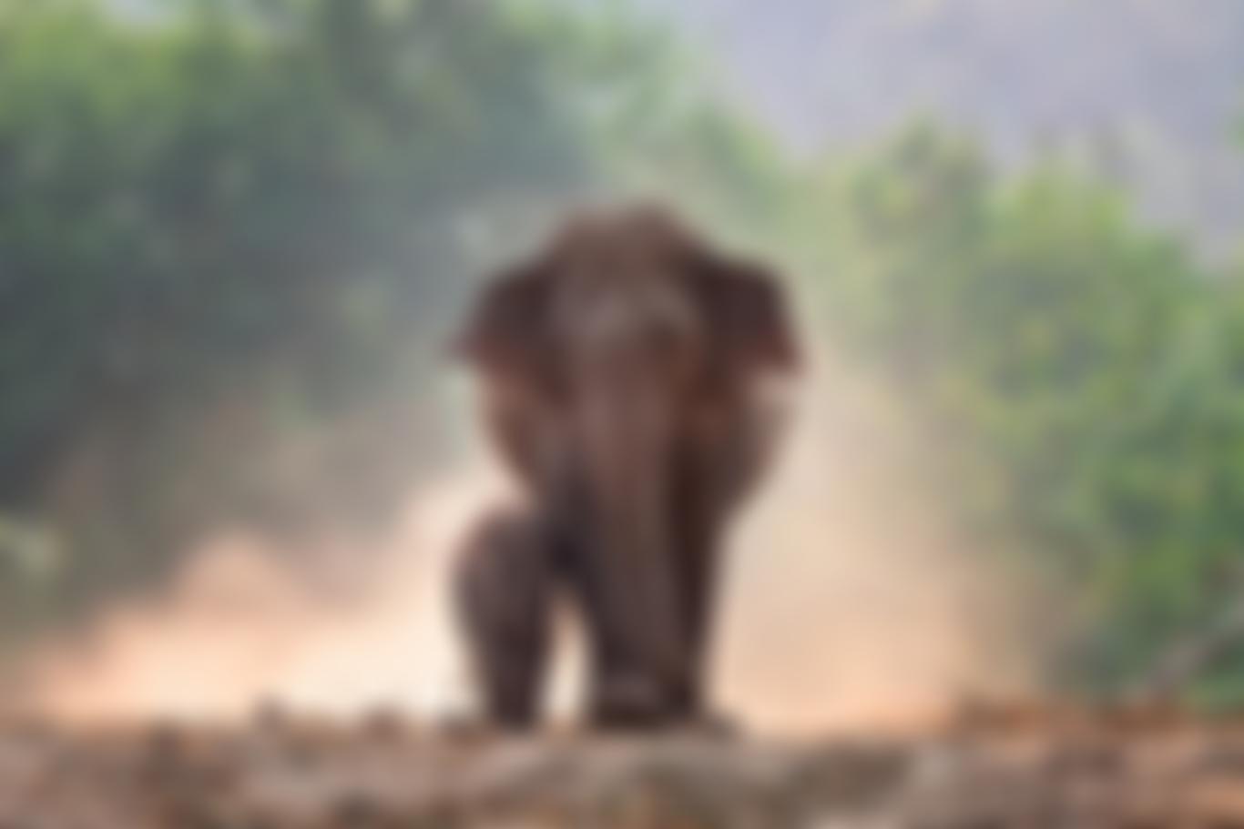 Southern Thailand Elephant Foundation | Charici