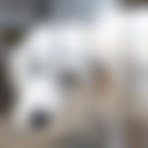 The Pack Project | Charici