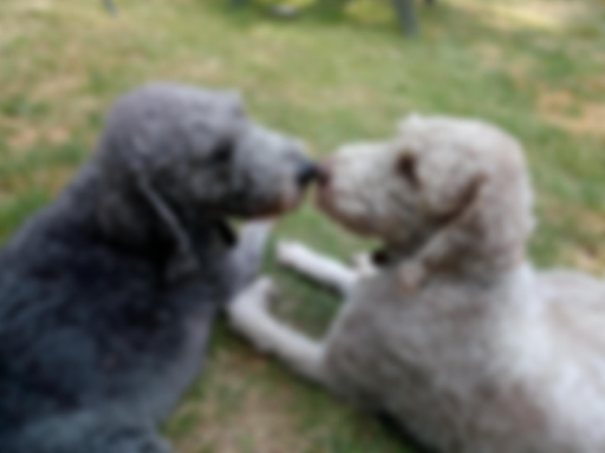 Bedlington Terrier Rescue Foundation | Charici
