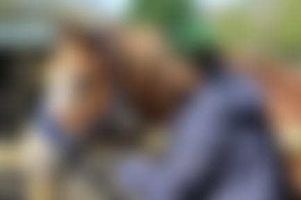 Summerfield Stables-Horses In The Community | Charici