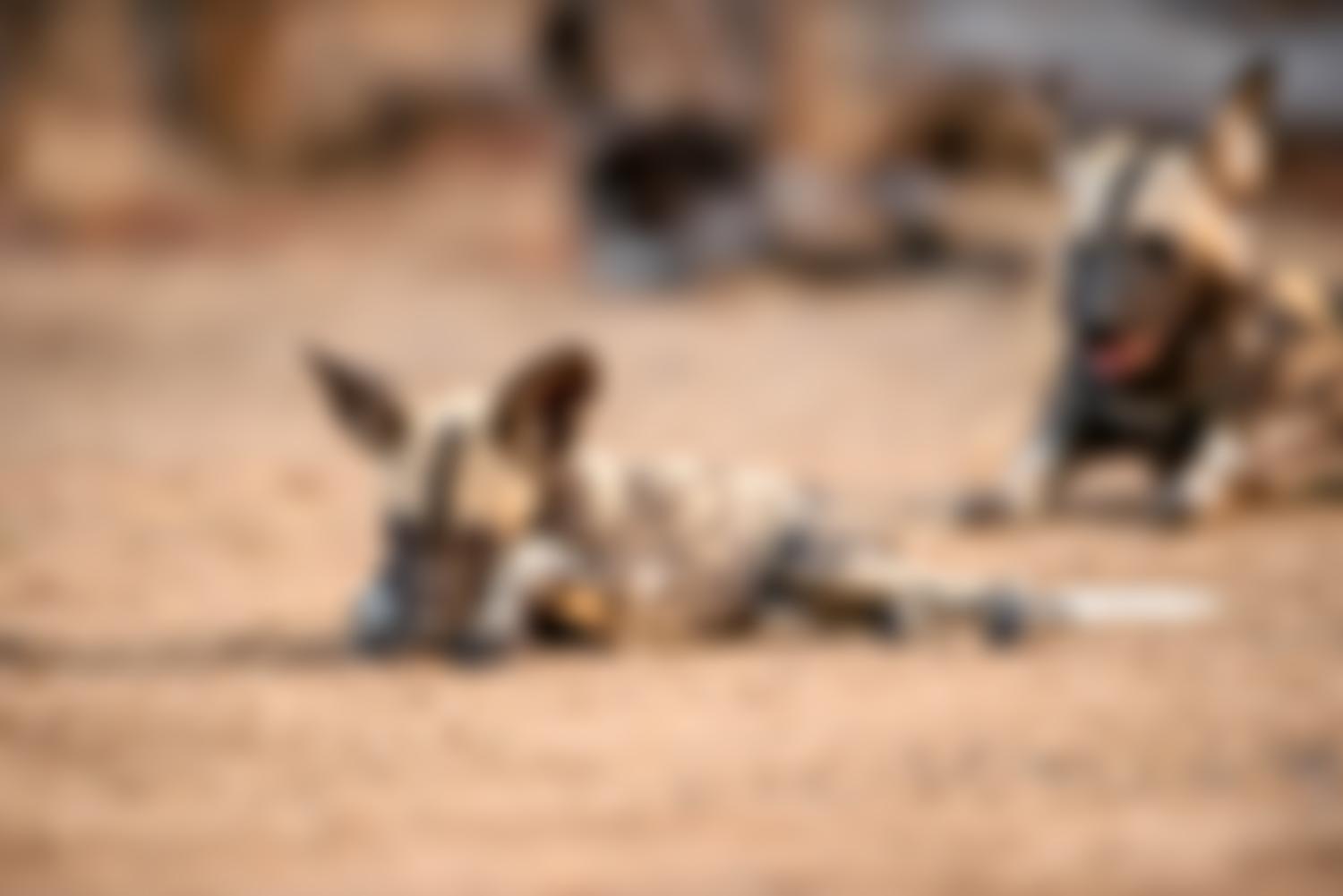 Painted Wolf Foundation | Charici