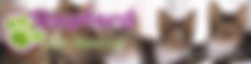 Stopford Cat Rescue | Charici