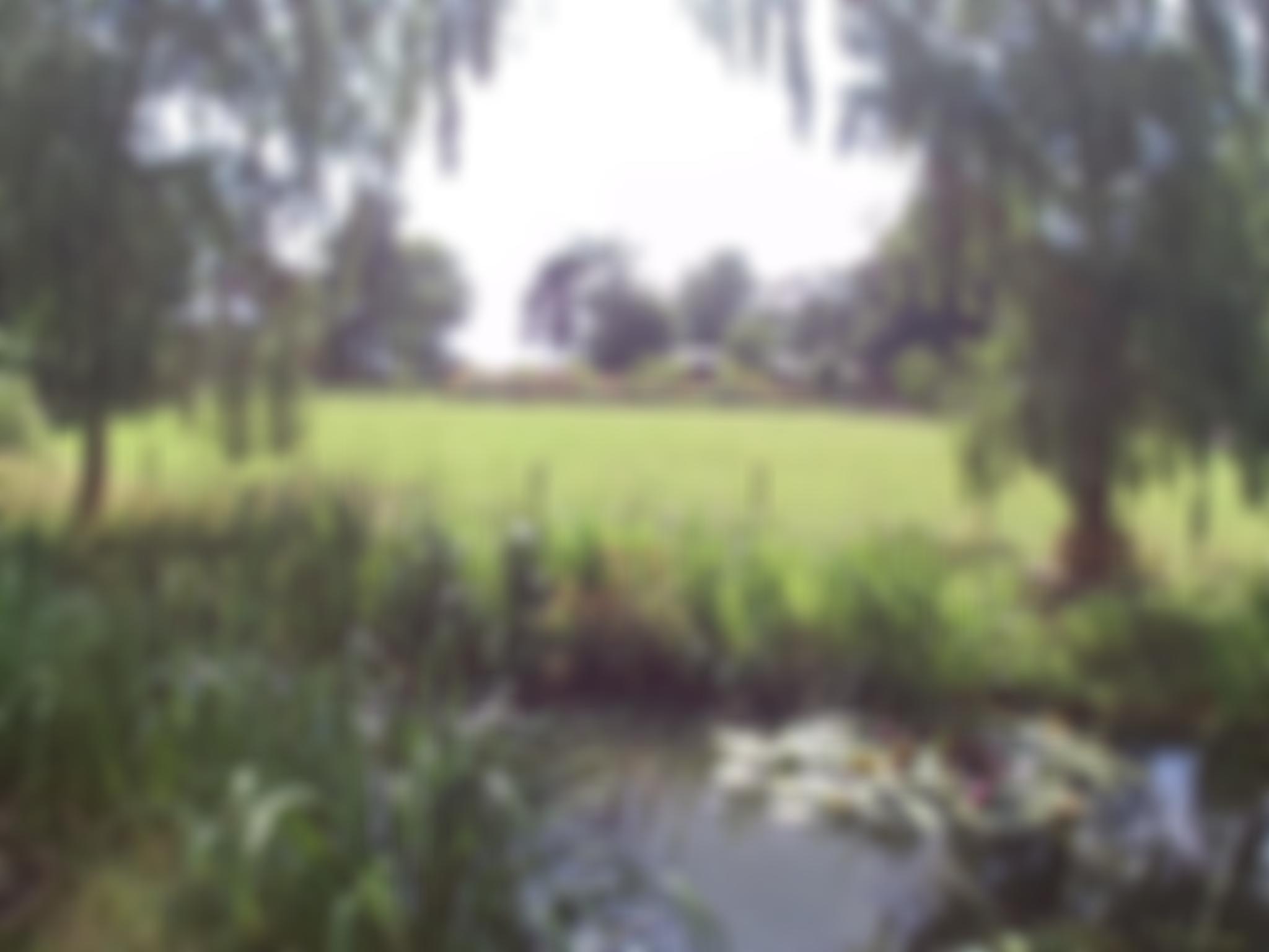 Serenity Social And Therapeutic Horticulture (Ssth) | Charici