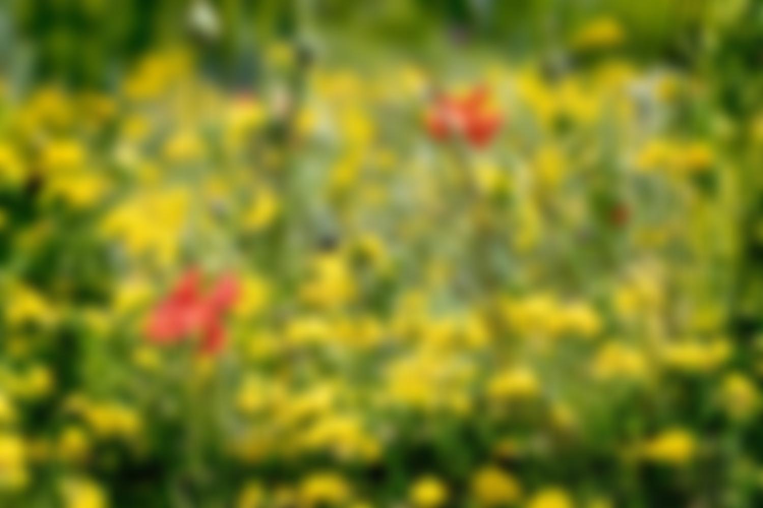 Friends Of Didsbury Park | Charici