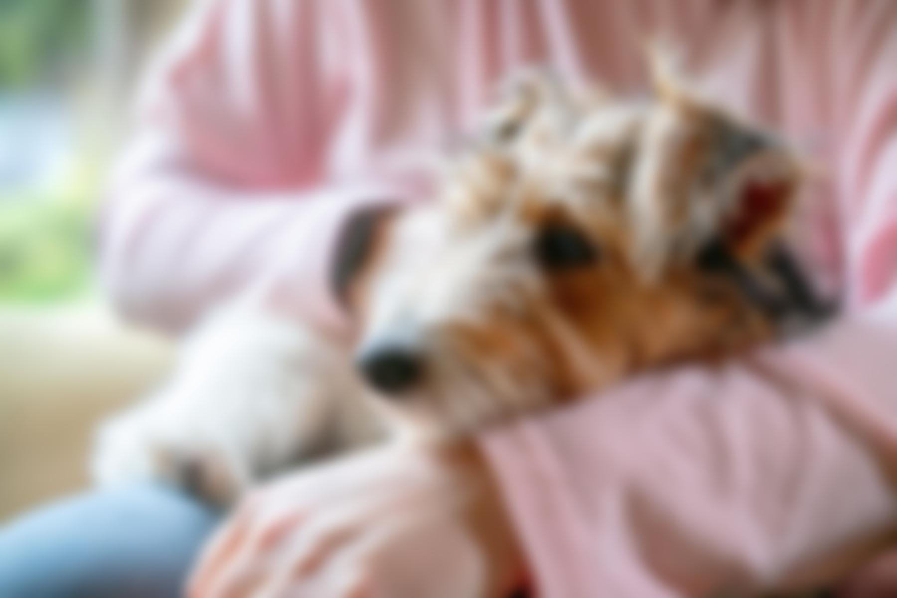 Association Of Dogs And Cats Homes | Charici