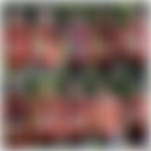 Dylan's Quest | Charici