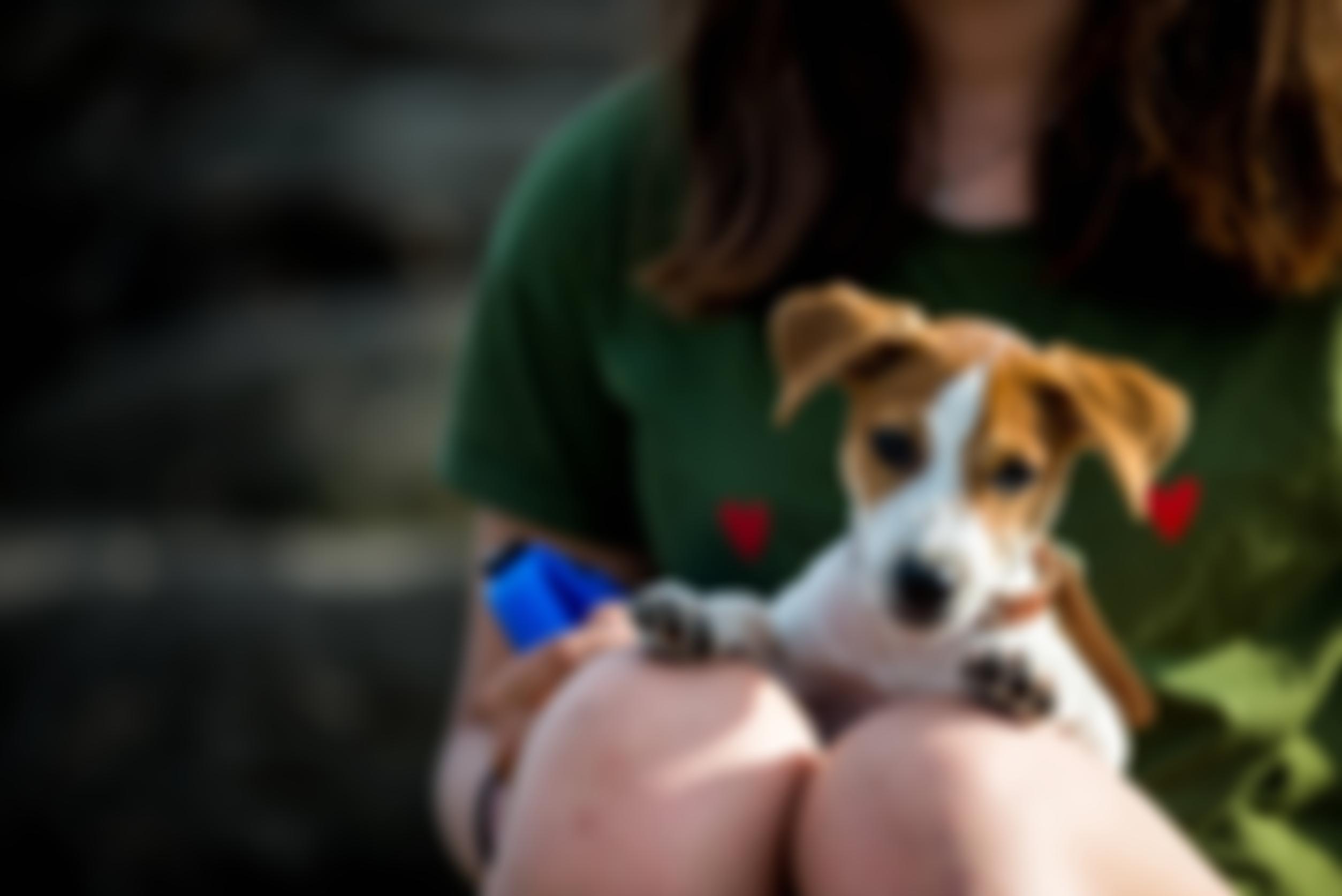 Greenacres Rescue Limited | Charici