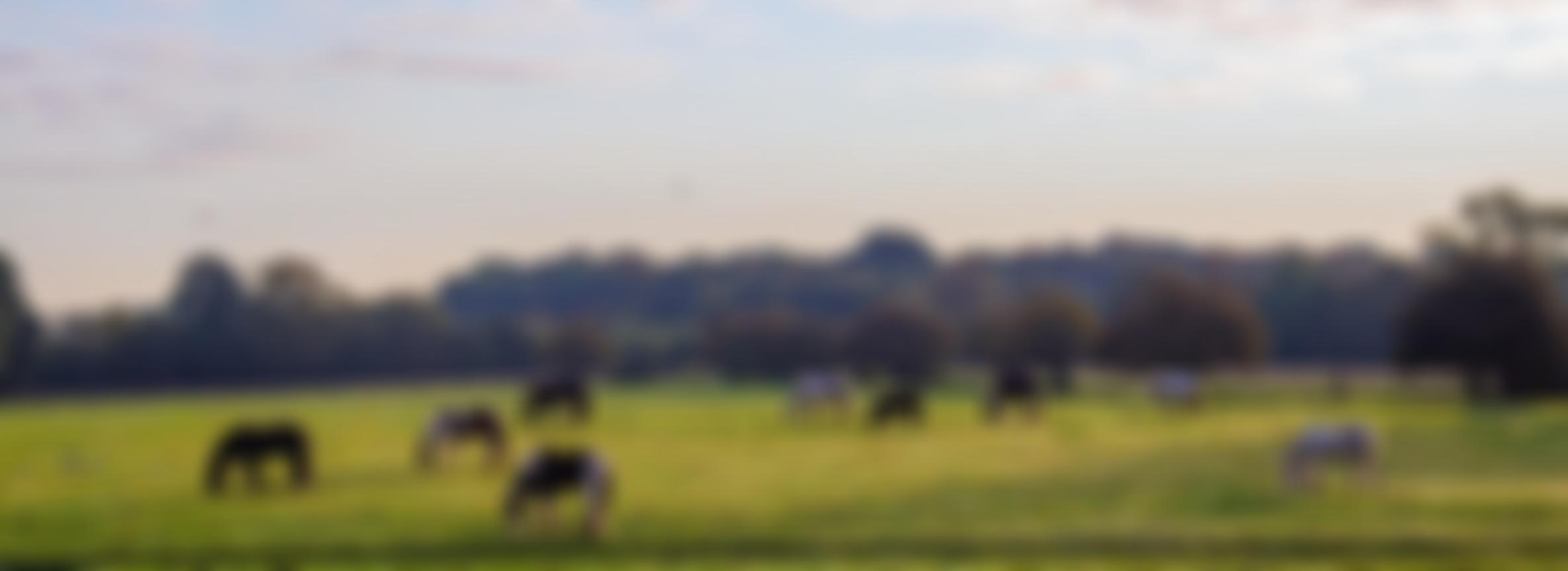 Hopefield Animal Sanctuary | Charici