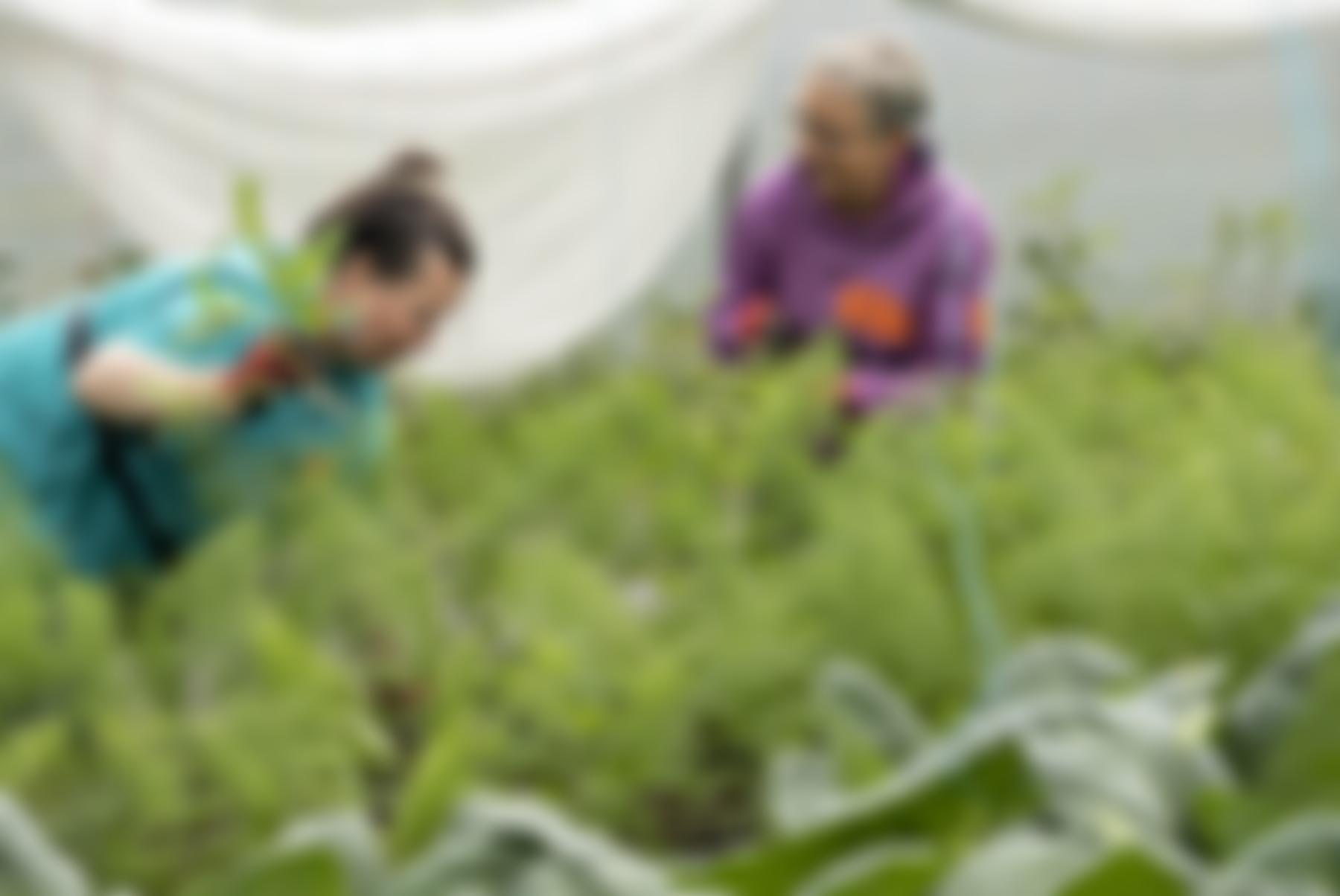 Growing Well Limited | Charici