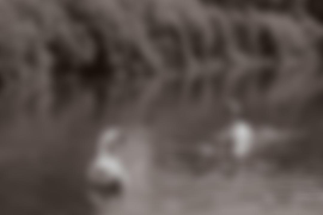 The River Roding Trust | Charici