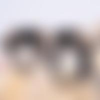 The Mintingmor Trust | Charici