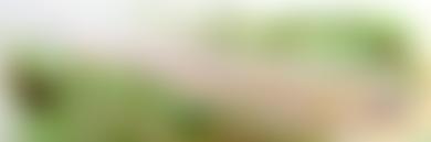 Colchester Archaeological Trust Limited | Charici