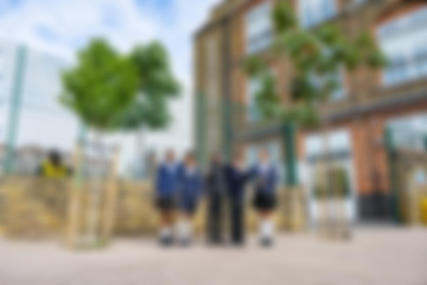 Street Trees For Living | Charici