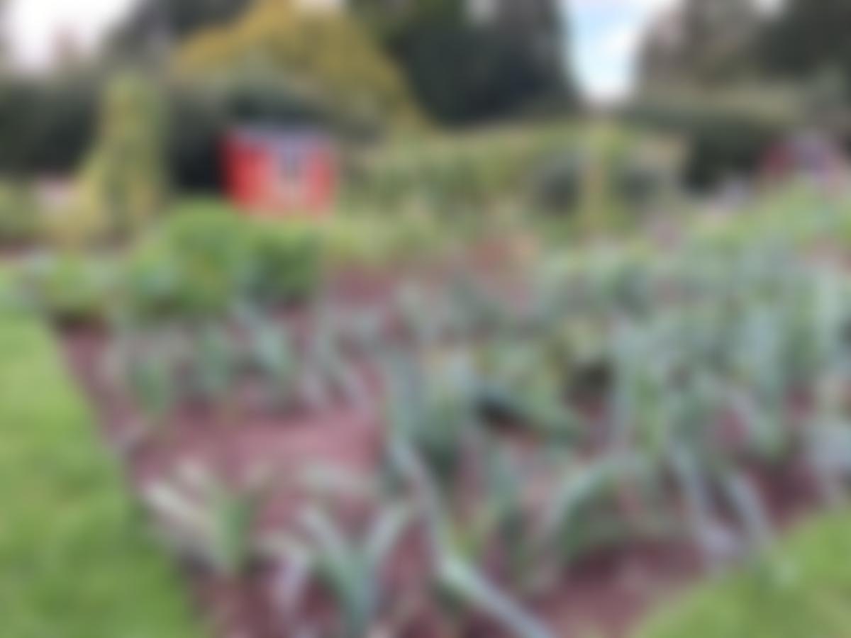 Hereford Allotments And Leisure Gardeners | Charici