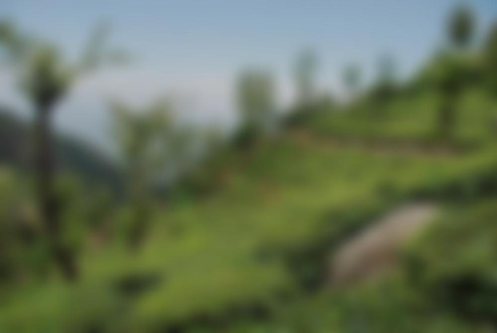 Rainforest Alliance Ltd | Charici