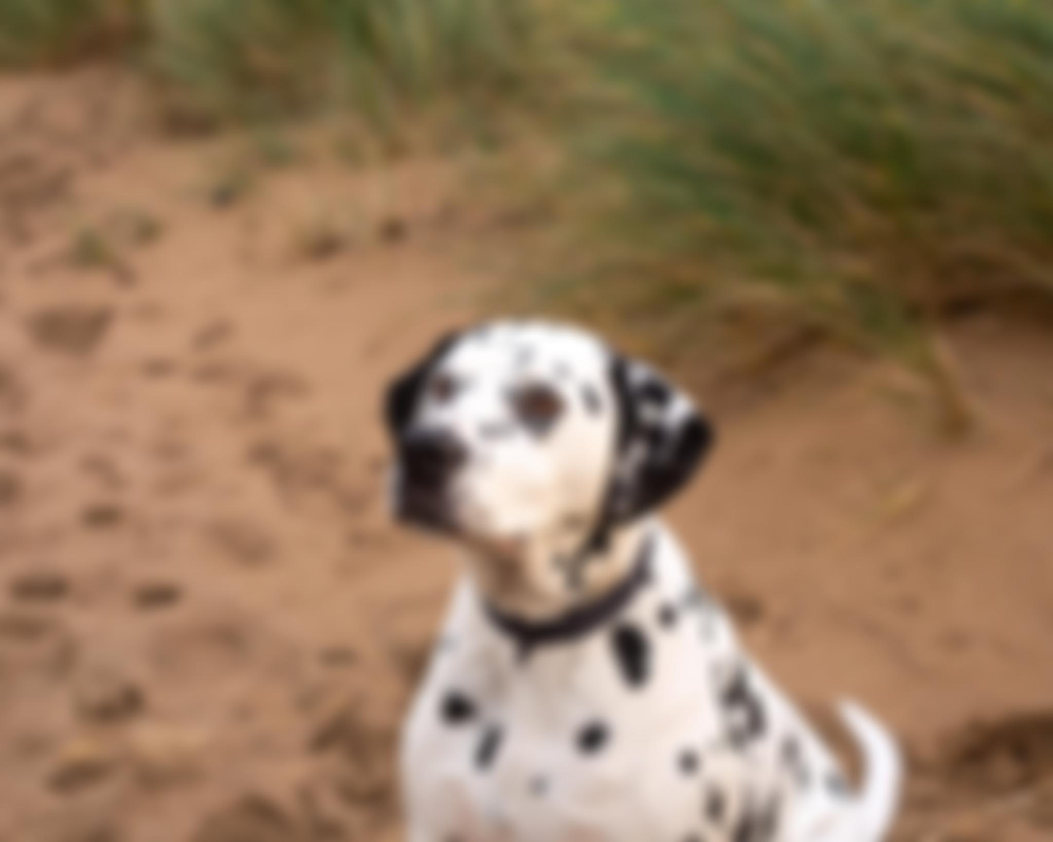 St Francis Dogs Home | Charici