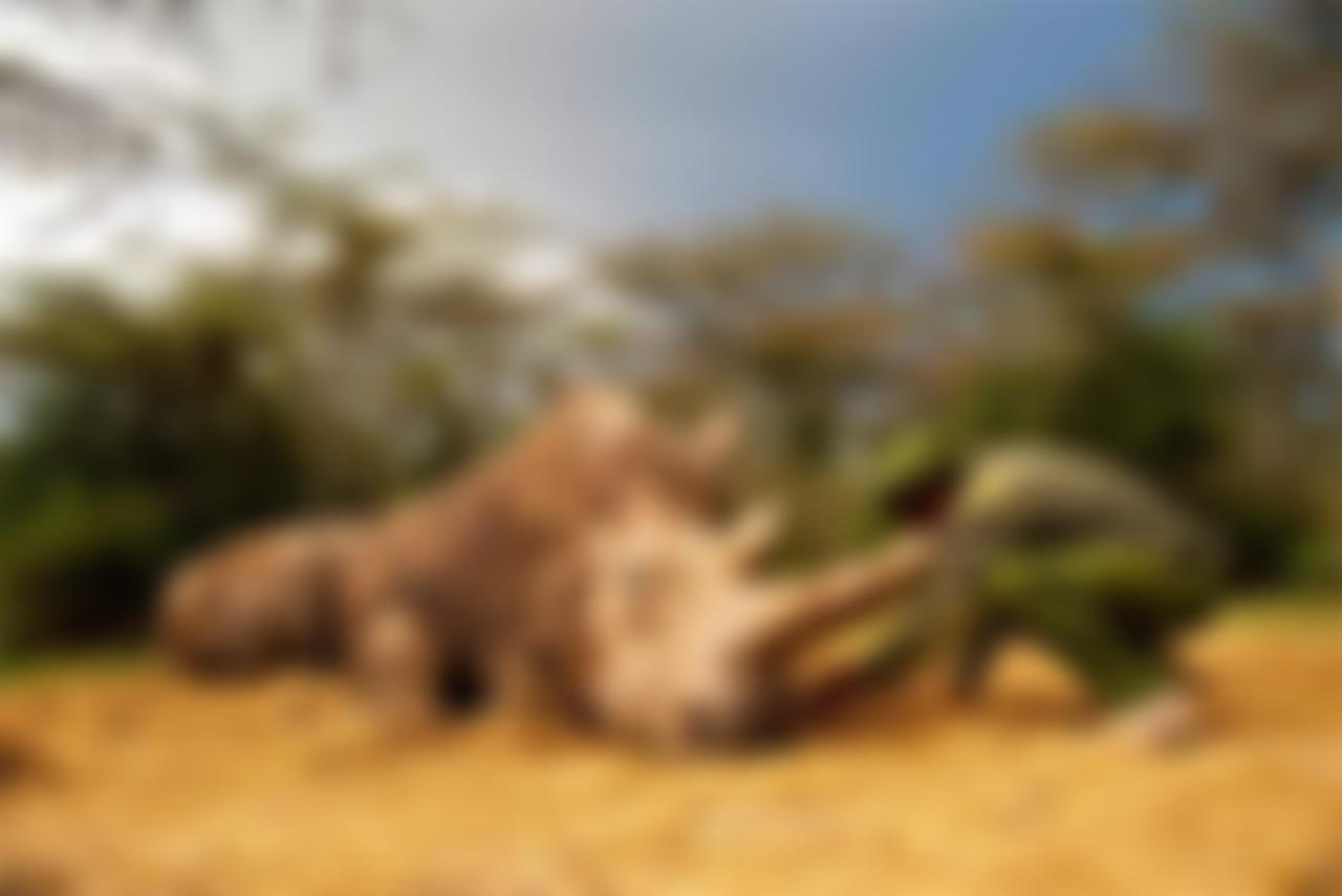 Ol Pejeta Conservancy UK | Charici