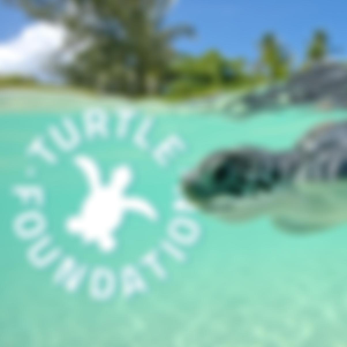 Turtle Foundation (UK) | Charici
