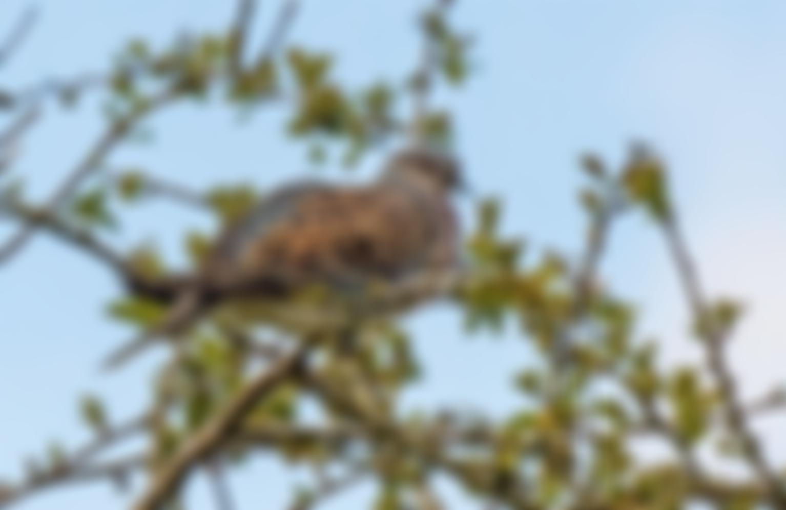 Turtle Dove Trust | Charici