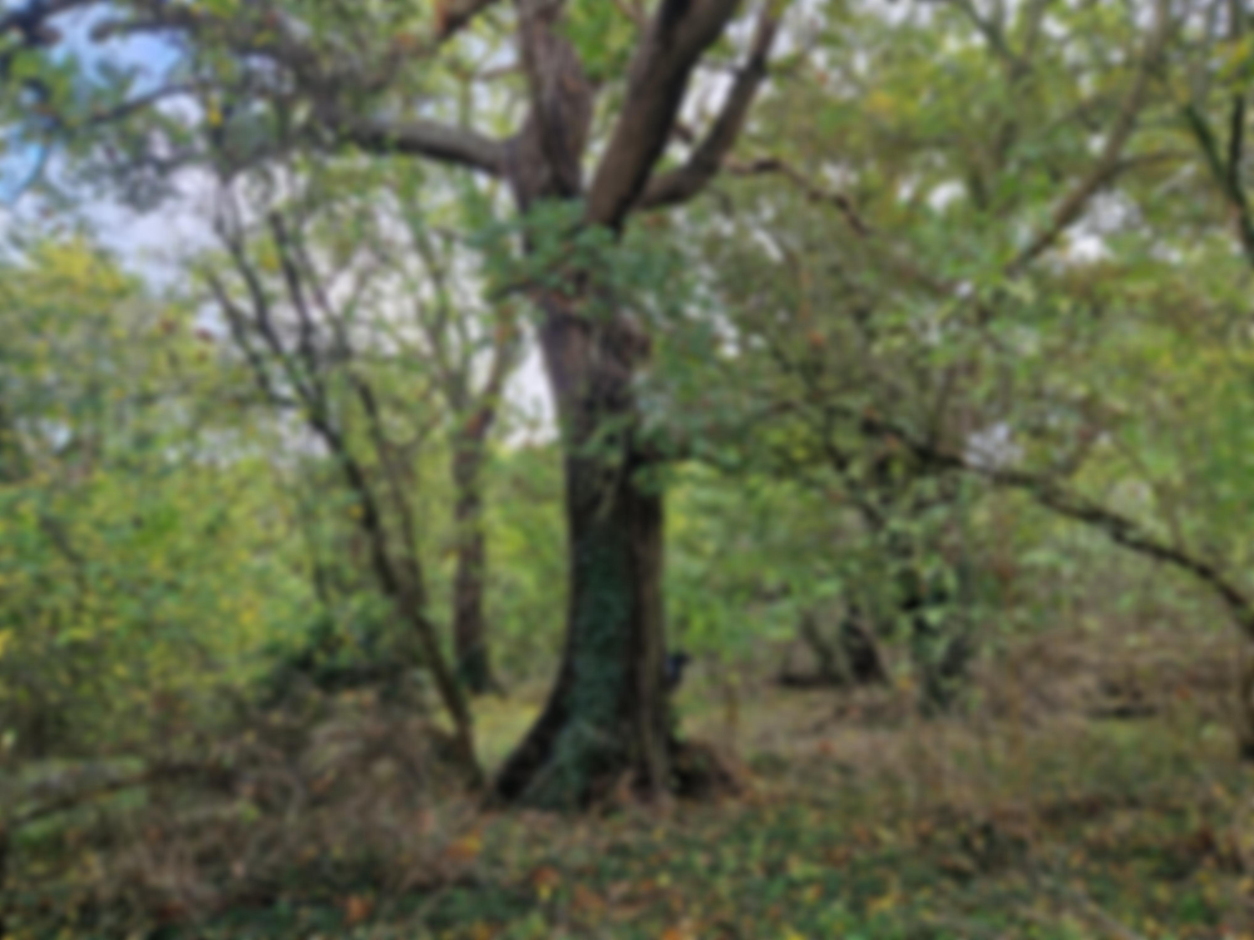 Oxfordshire Badger Group | Charici