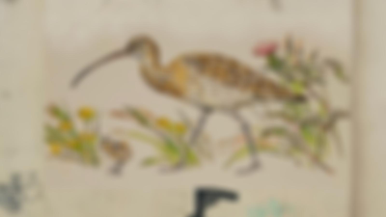 Curlew Action | Charici