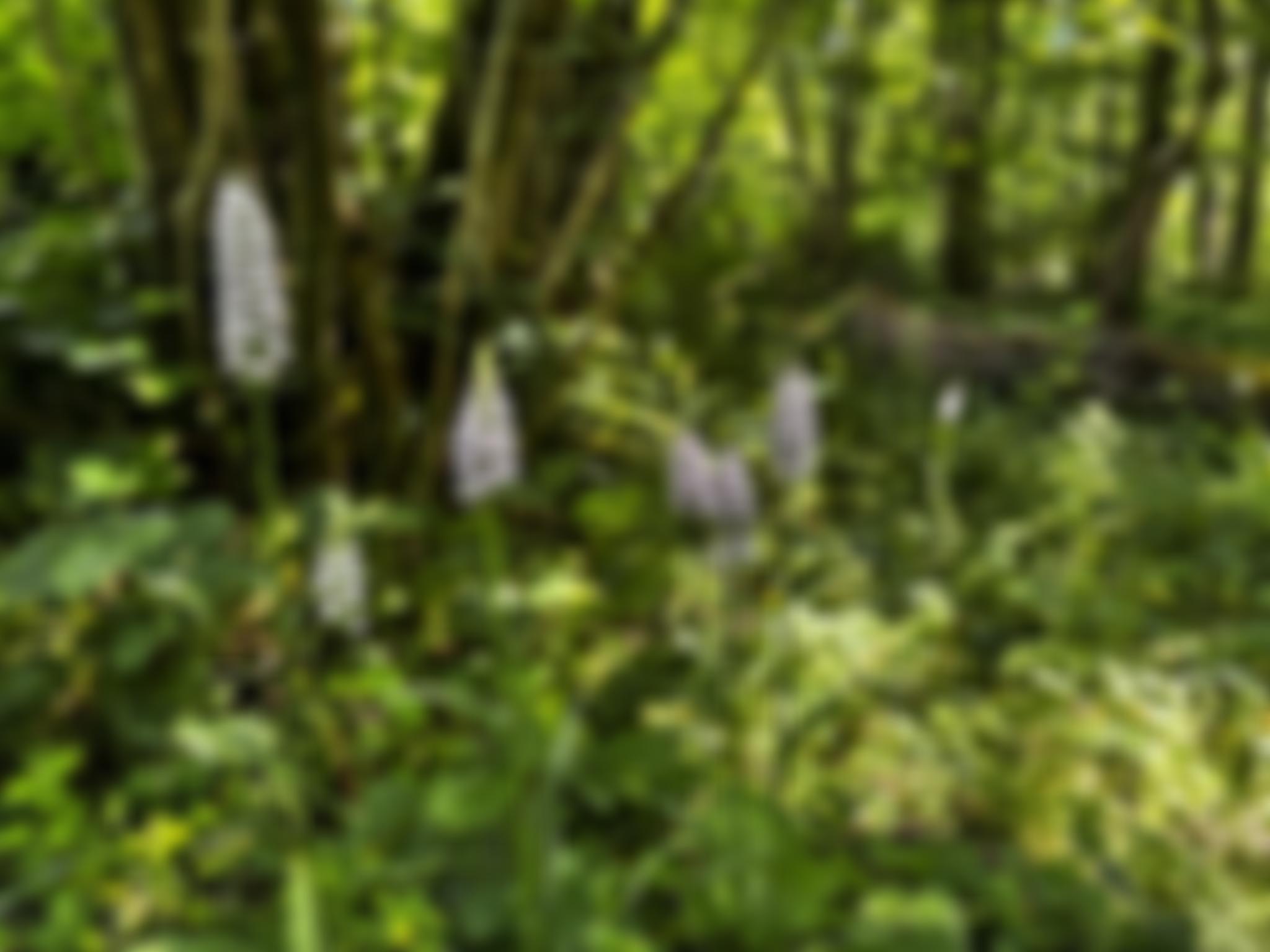 New England Wood Trust | Charici